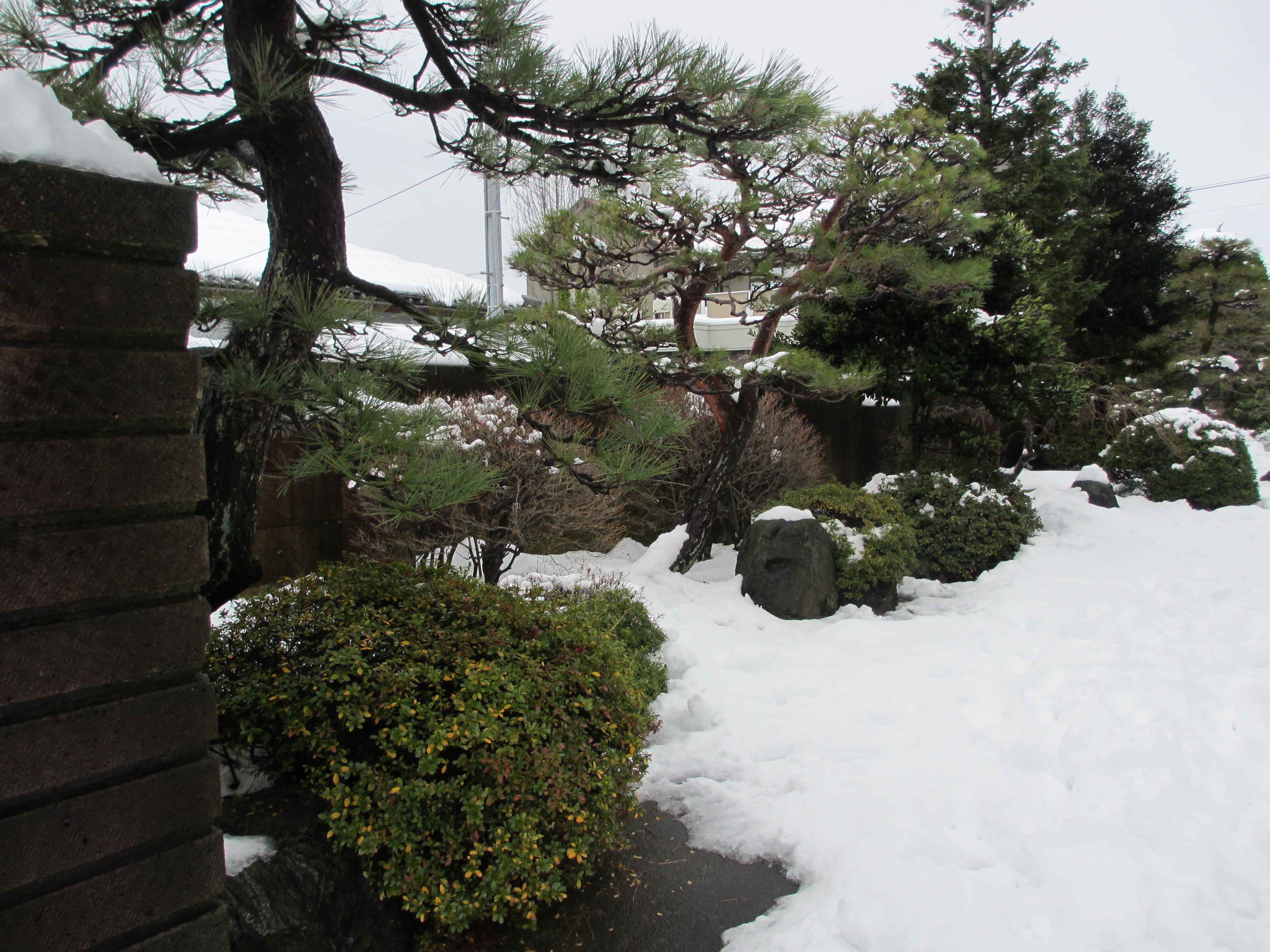 冬の庭