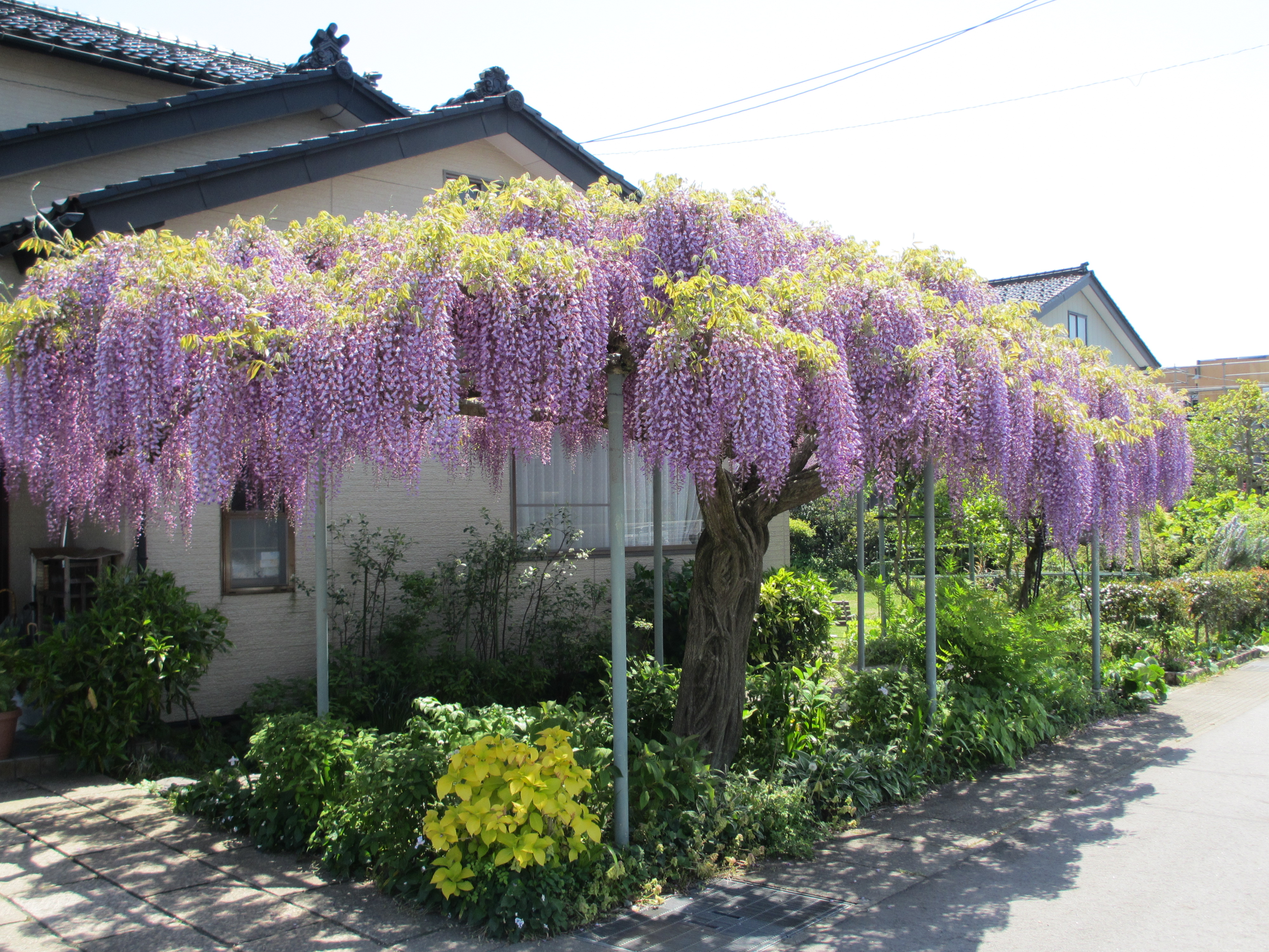 藤の花 藤の花