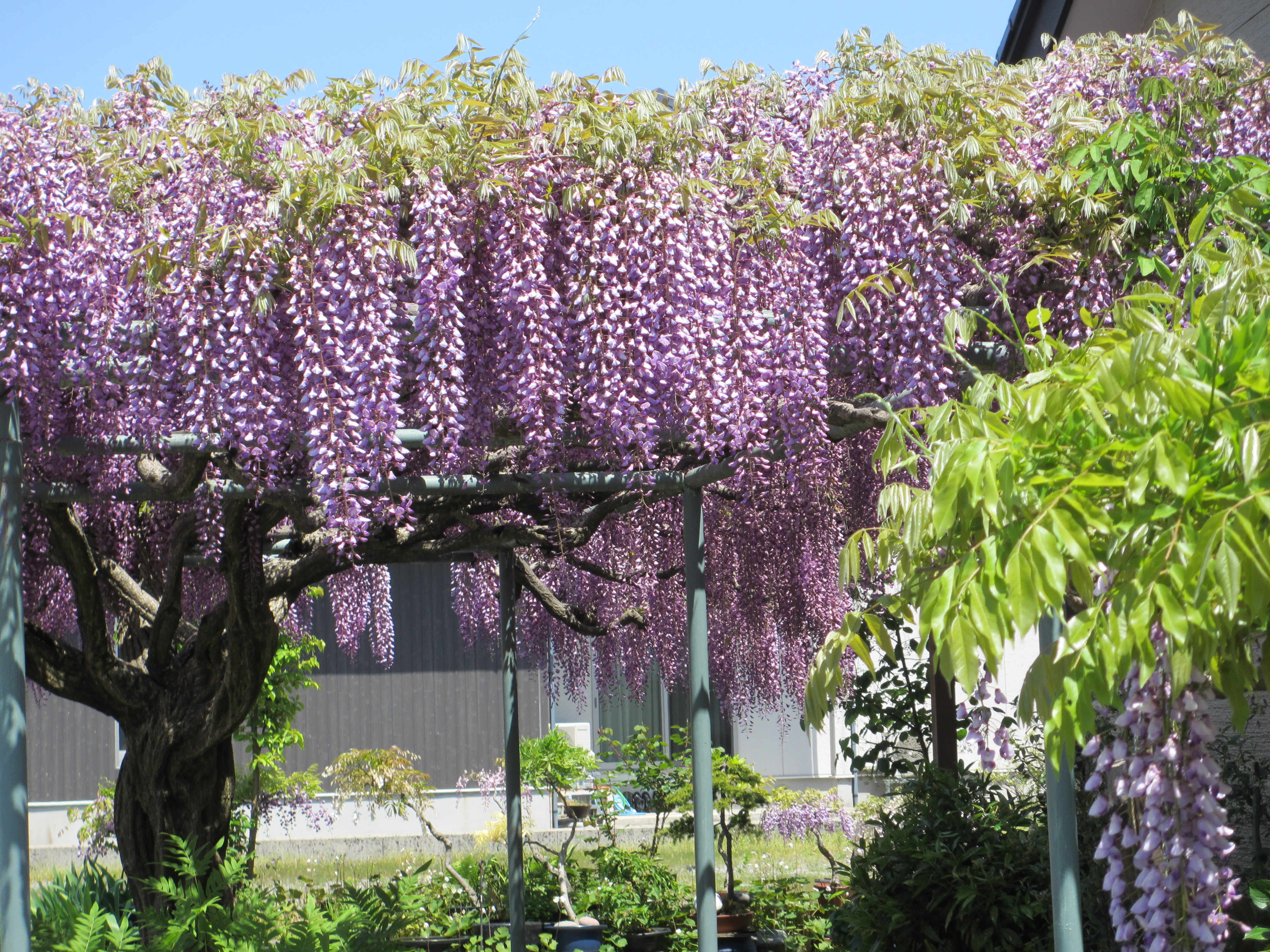 藤の花2 藤の花2