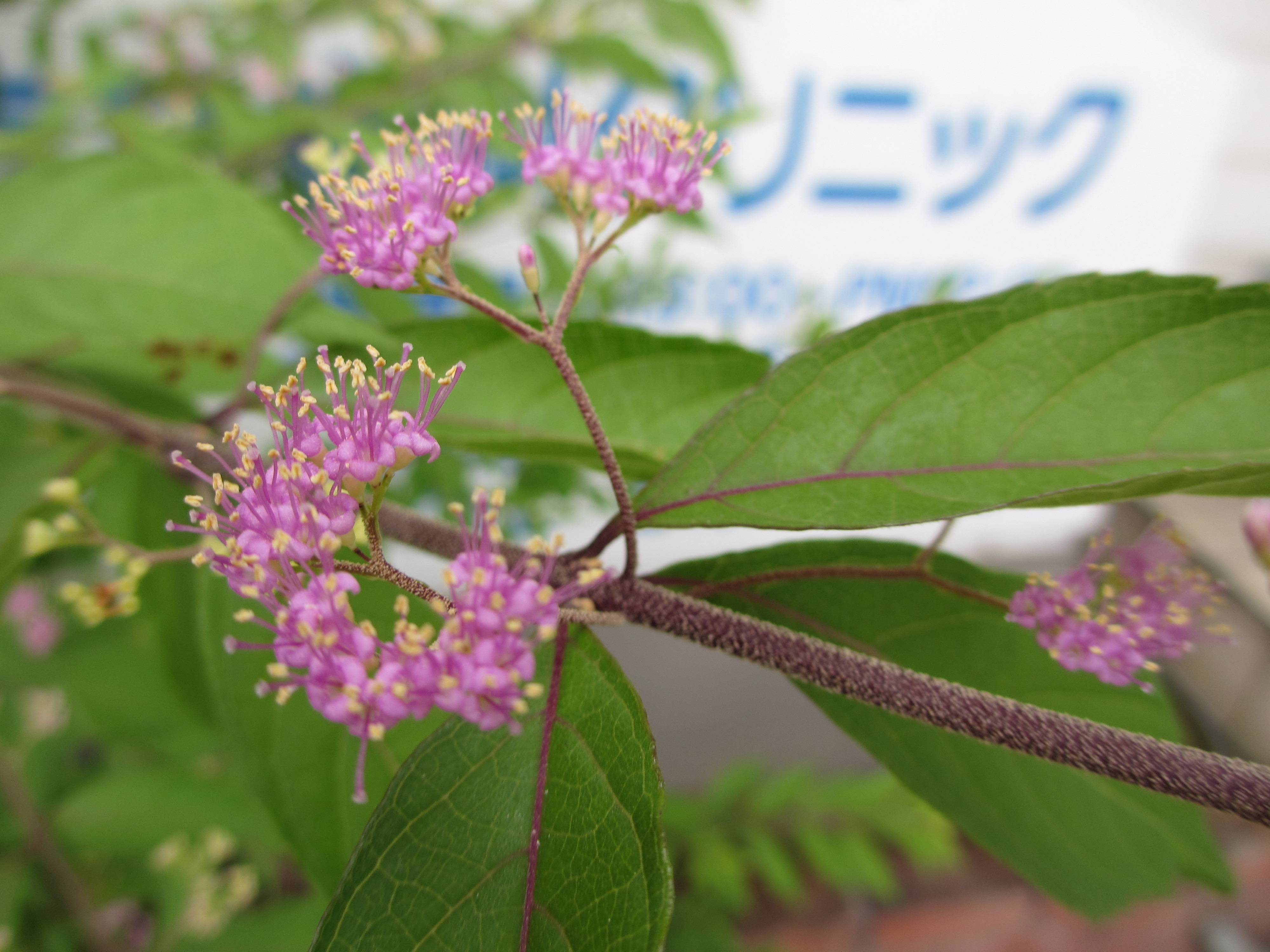 紫式部の花 紫式部の花