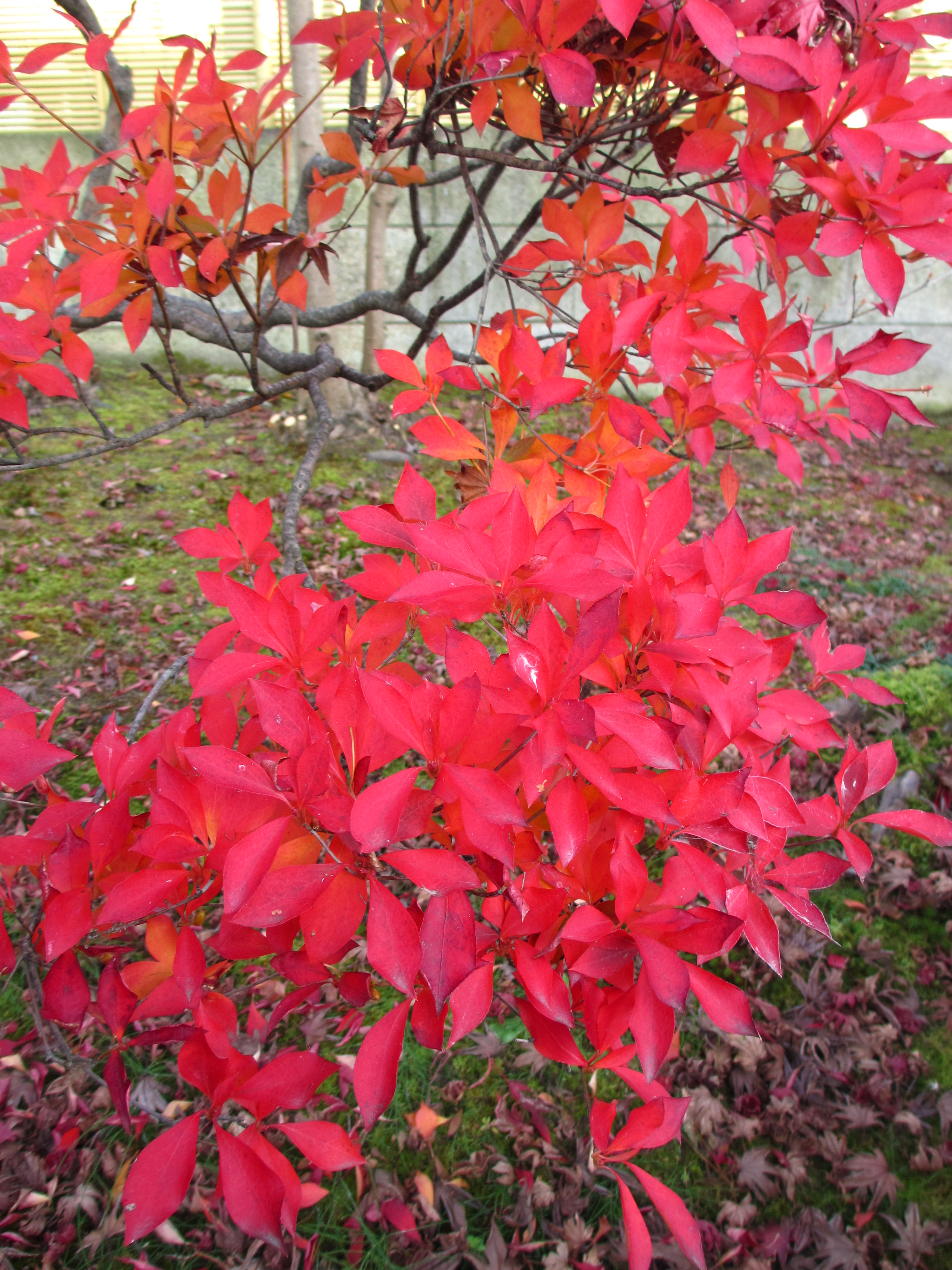 H27紅葉 H27紅葉