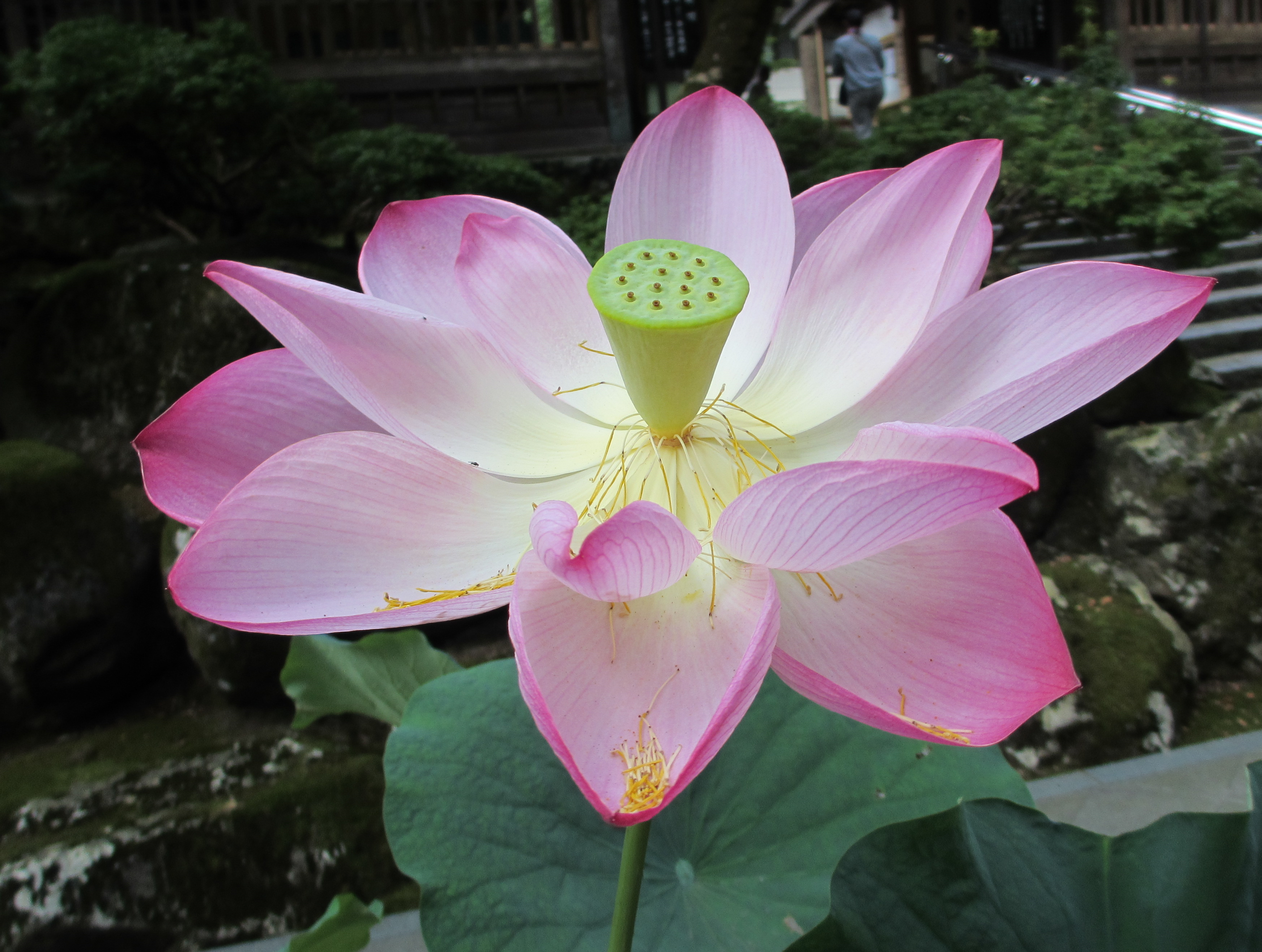 永平寺のハスの華 永平寺のハスの華