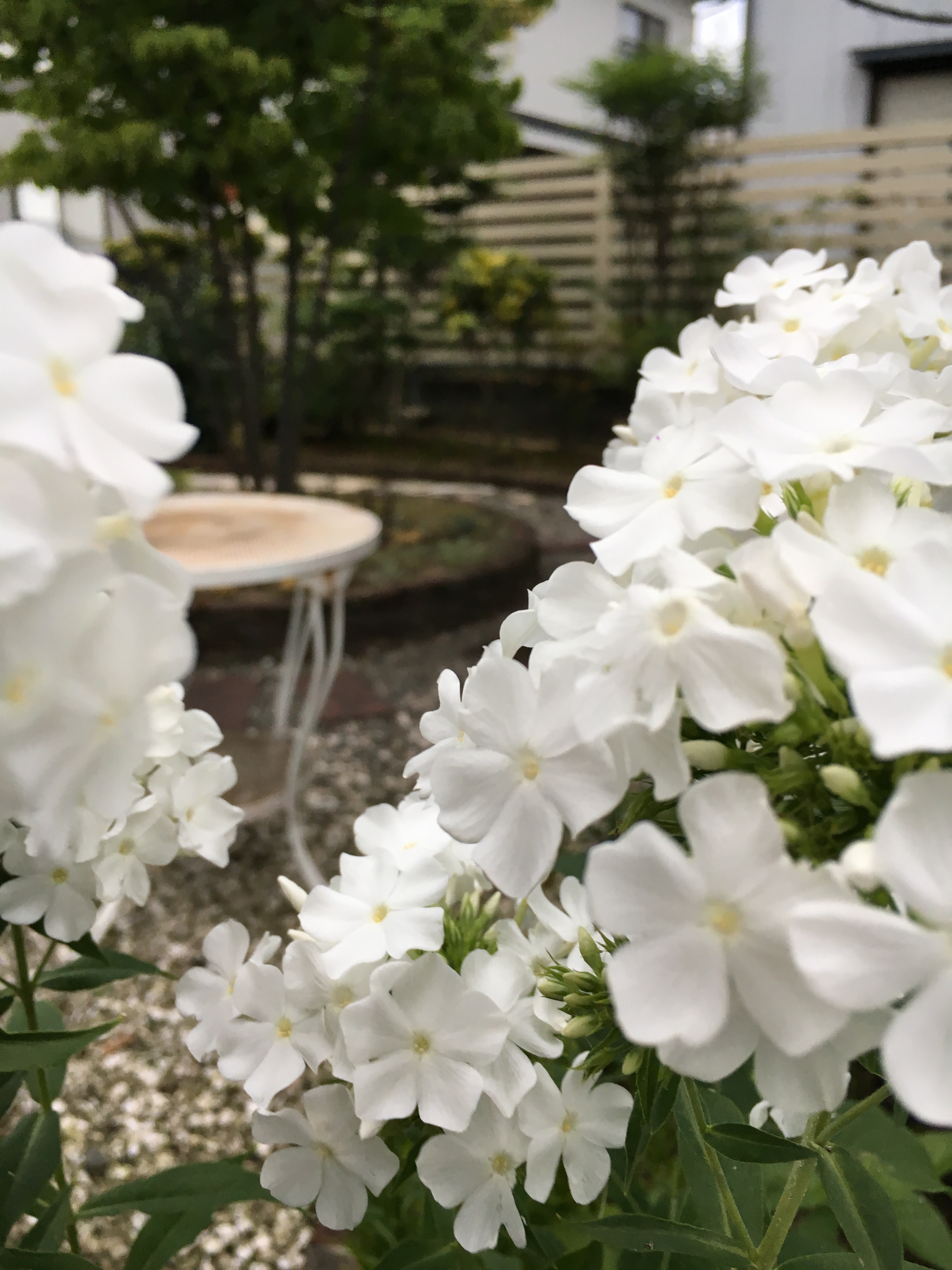 夏休み 夏休み