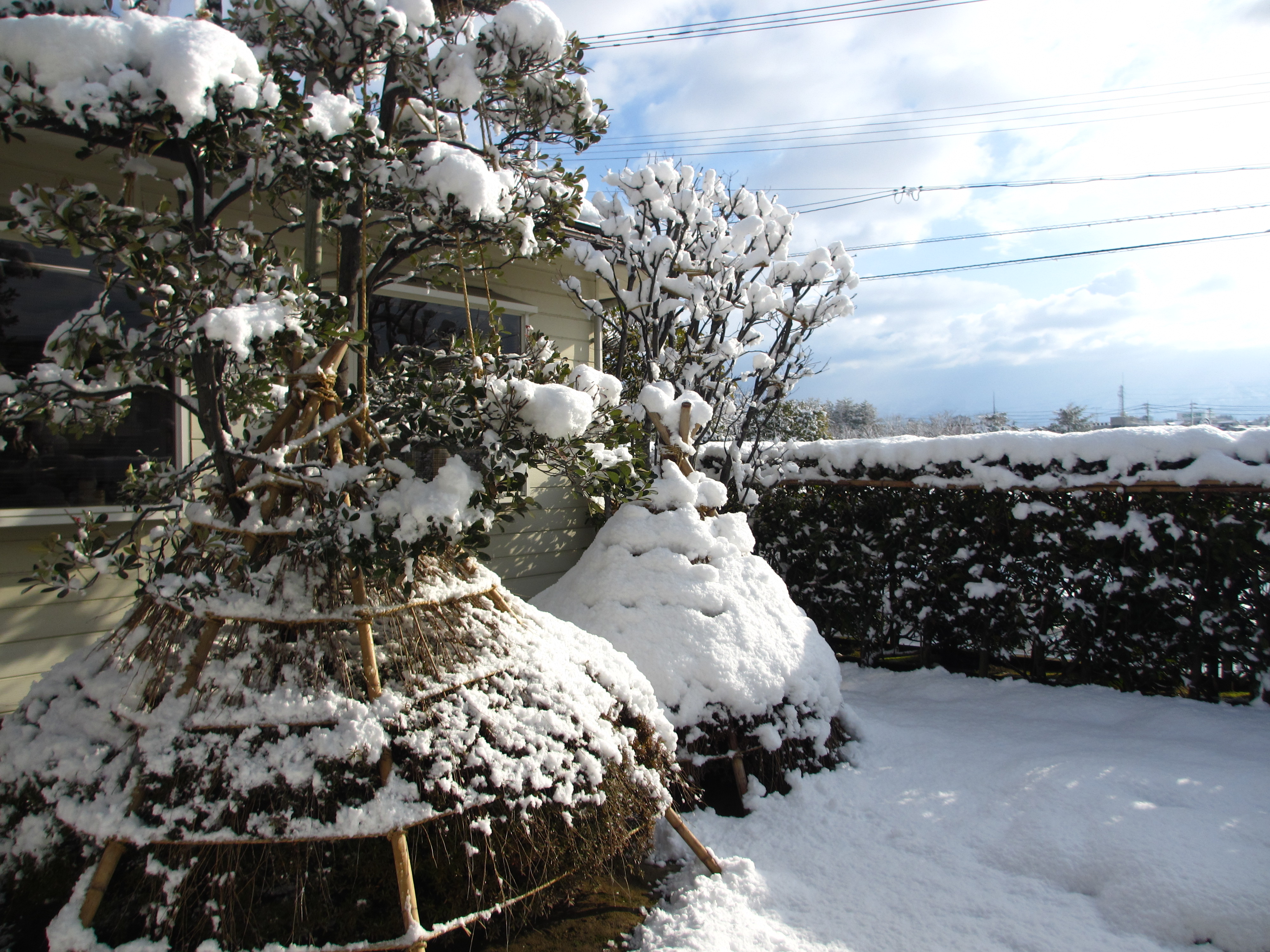 雪吊り 雪吊り