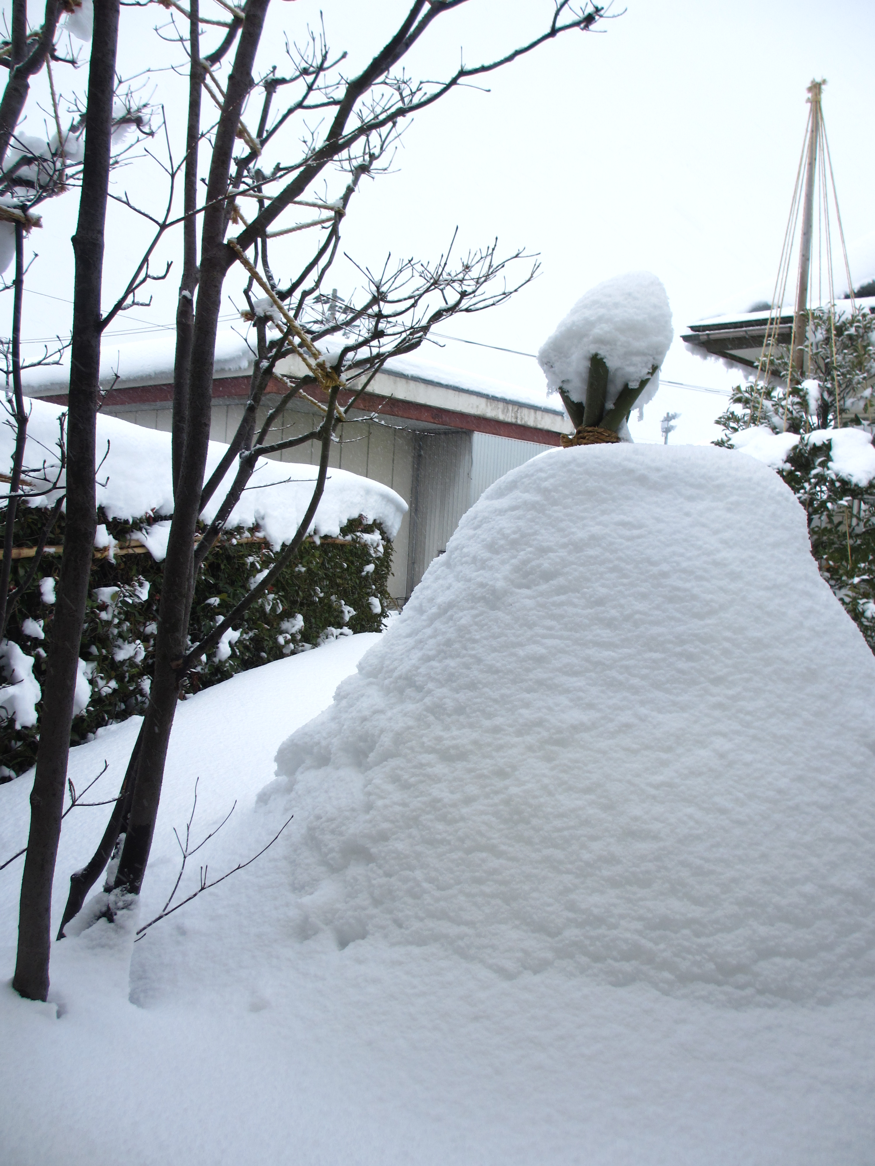 お椀型に変貌 お椀型に変貌