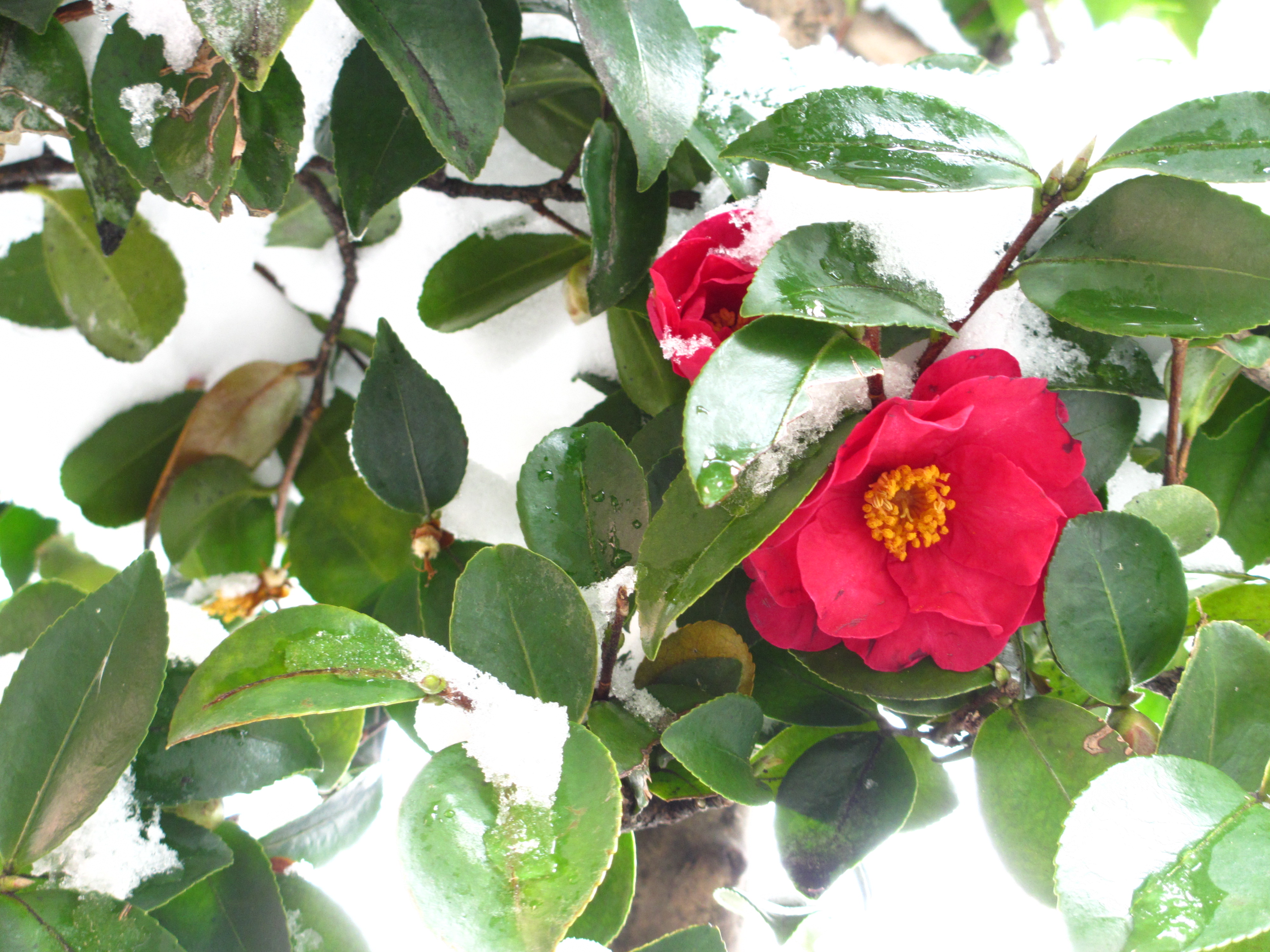山茶花 山茶花