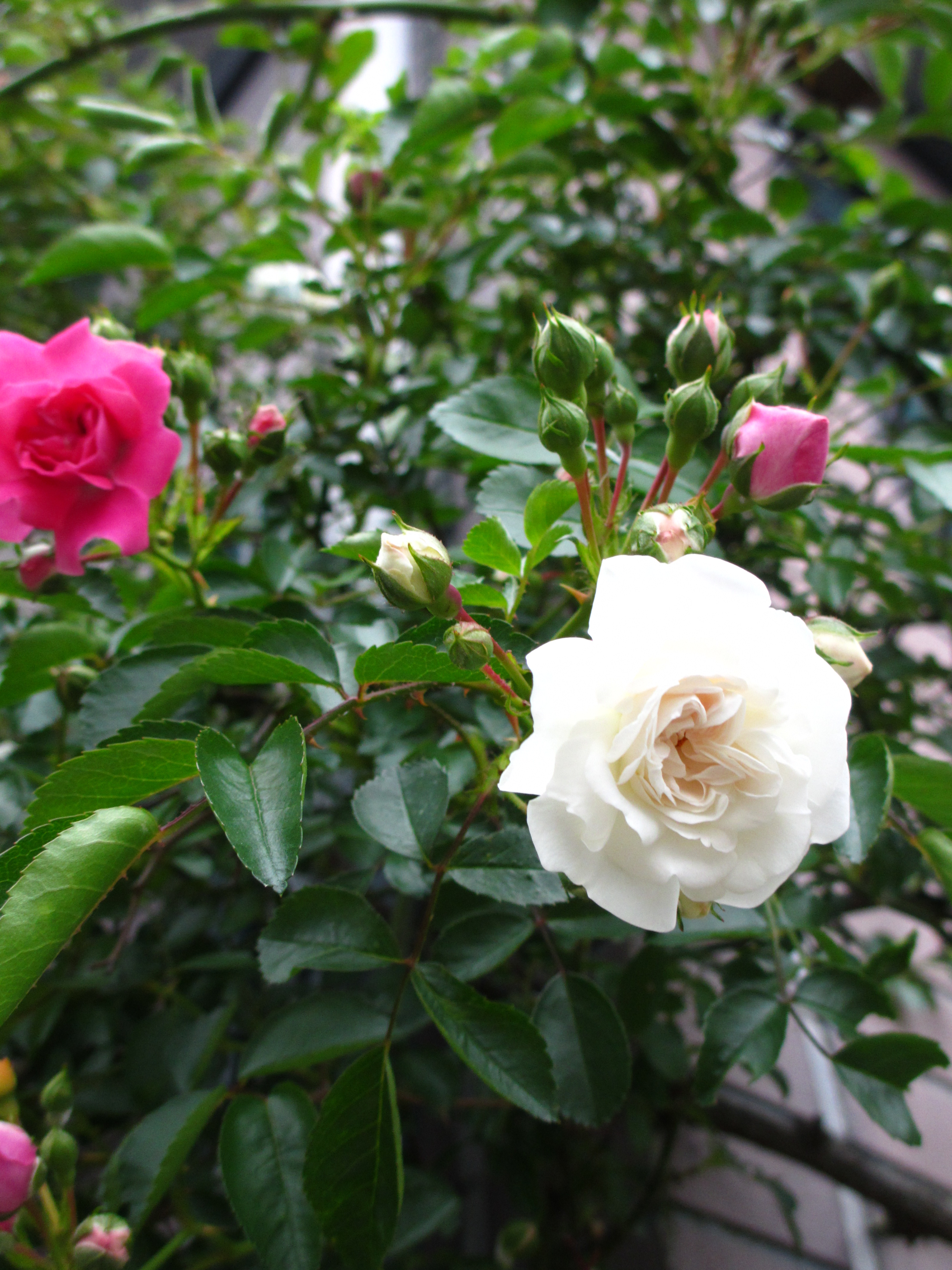 孤高の薔薇 孤高の薔薇
