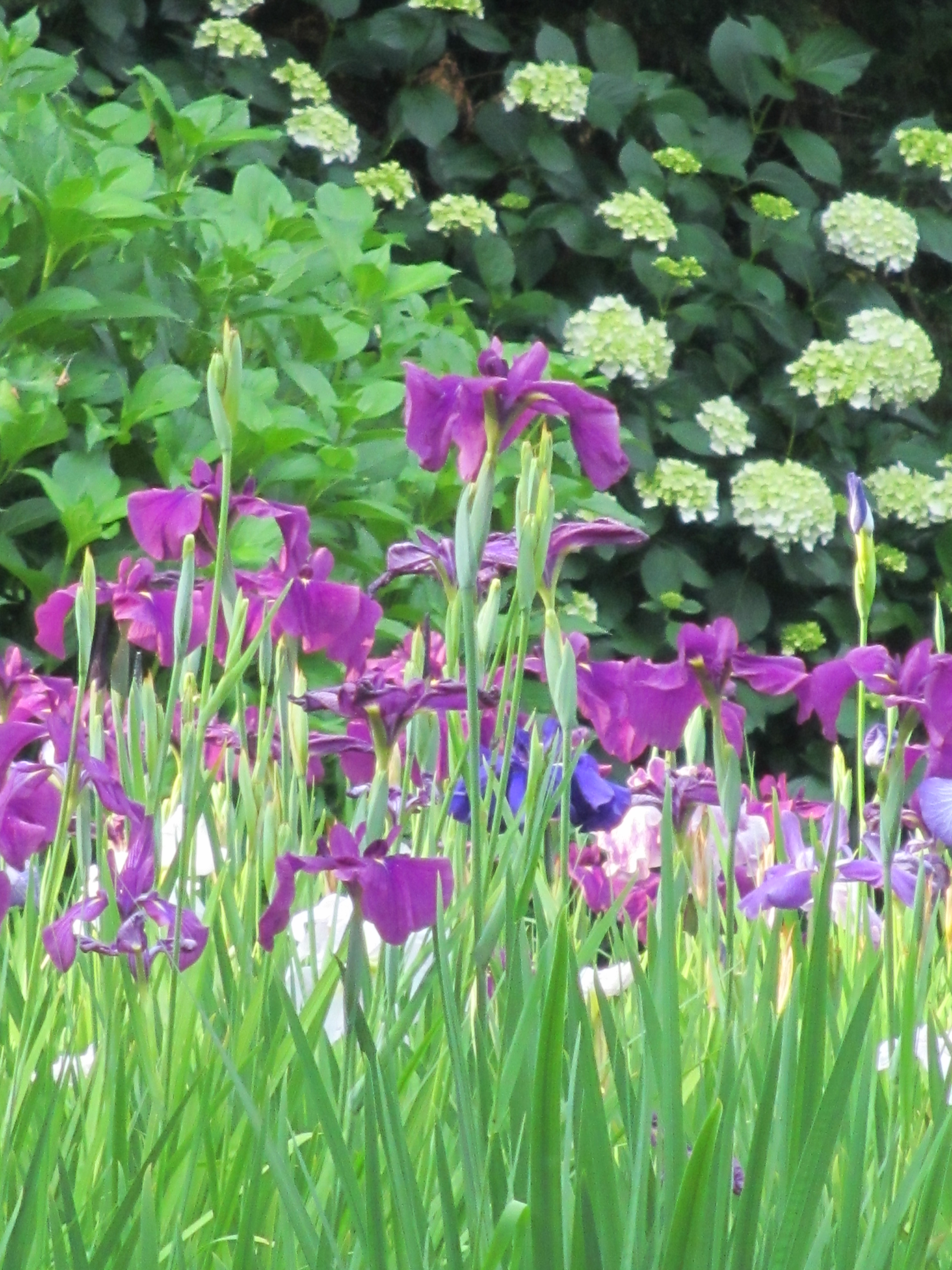 花菖蒲 花菖蒲