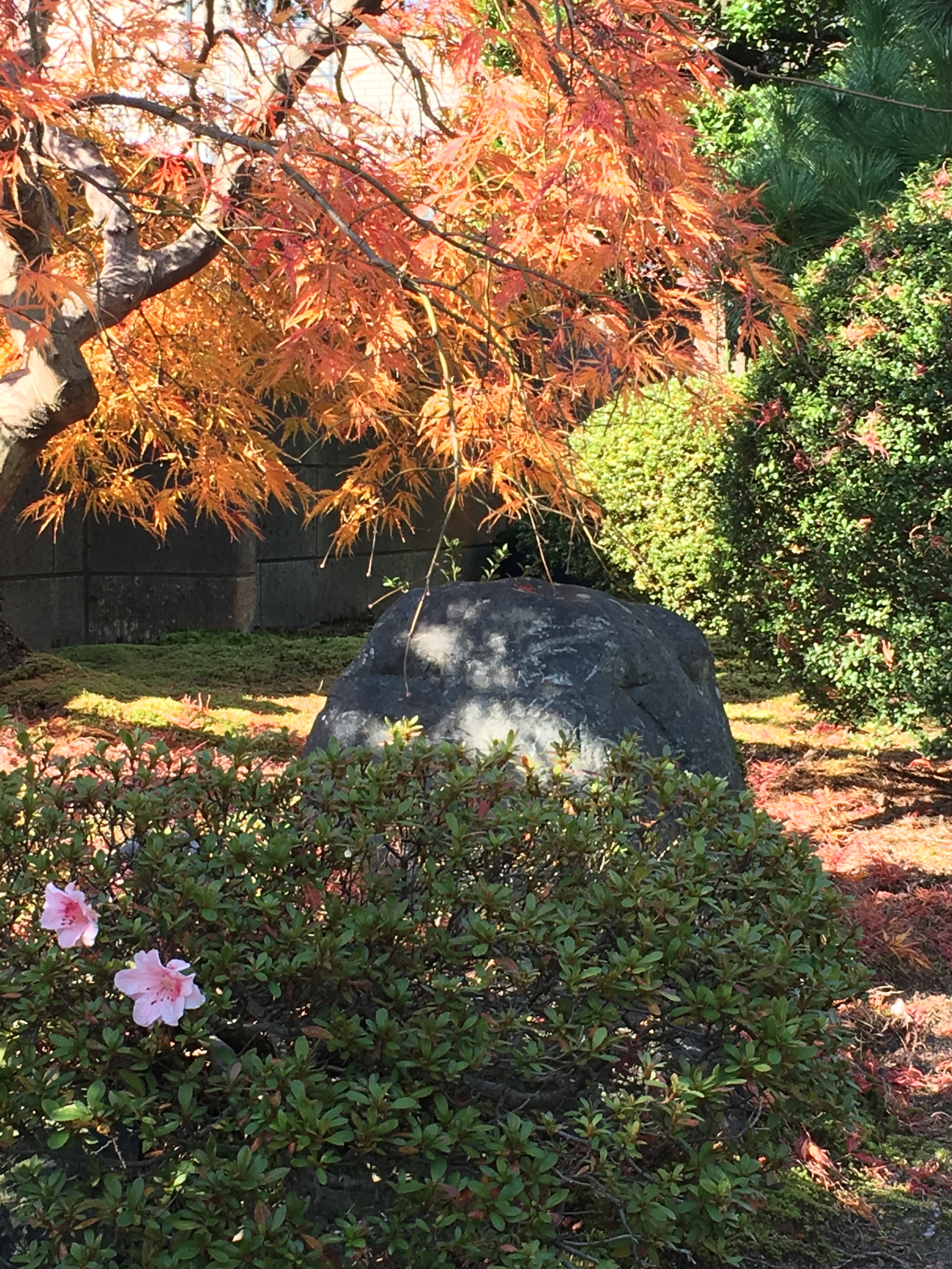 春と秋が同居中 春と秋が同居中