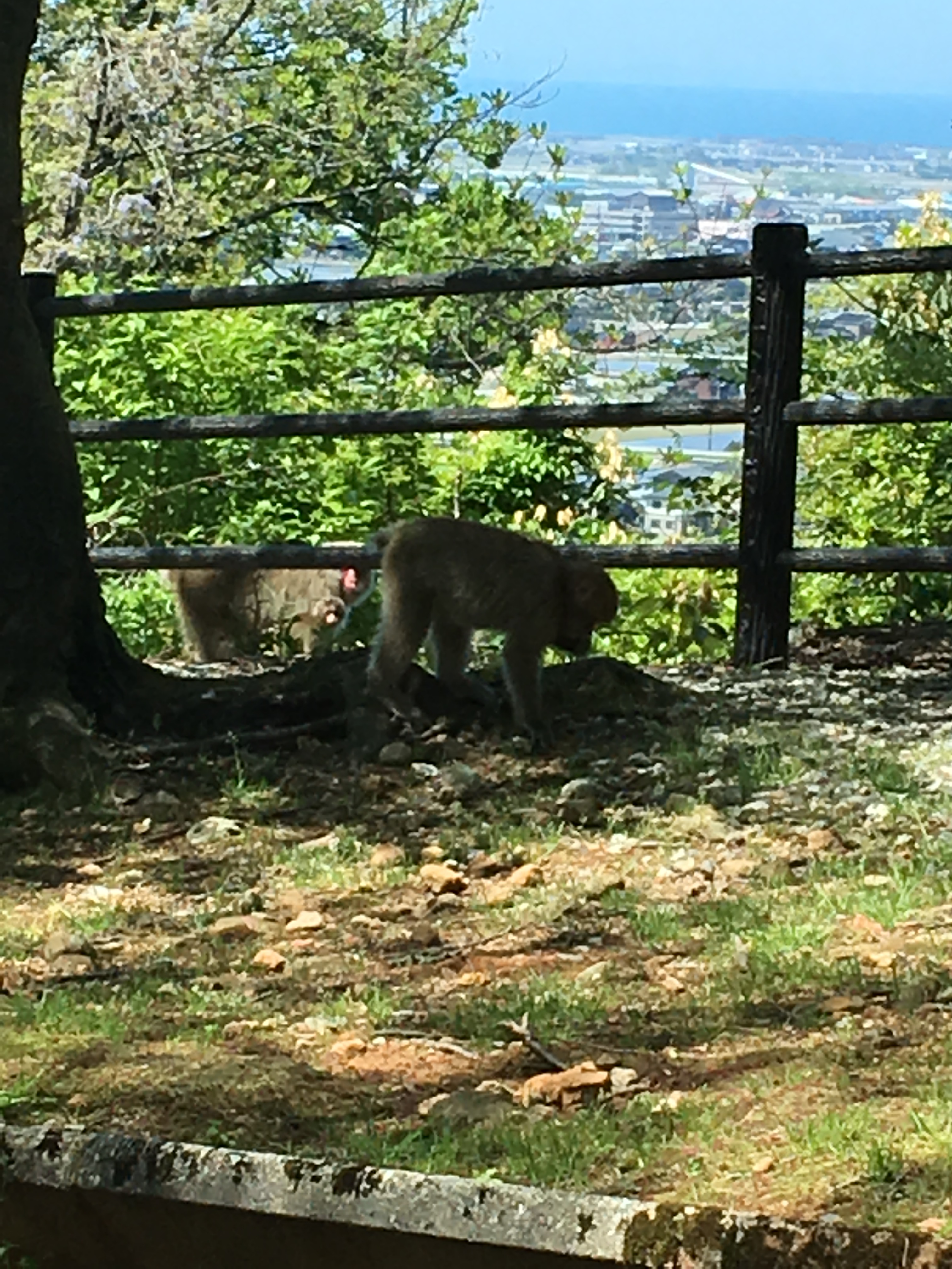 お初 お初
