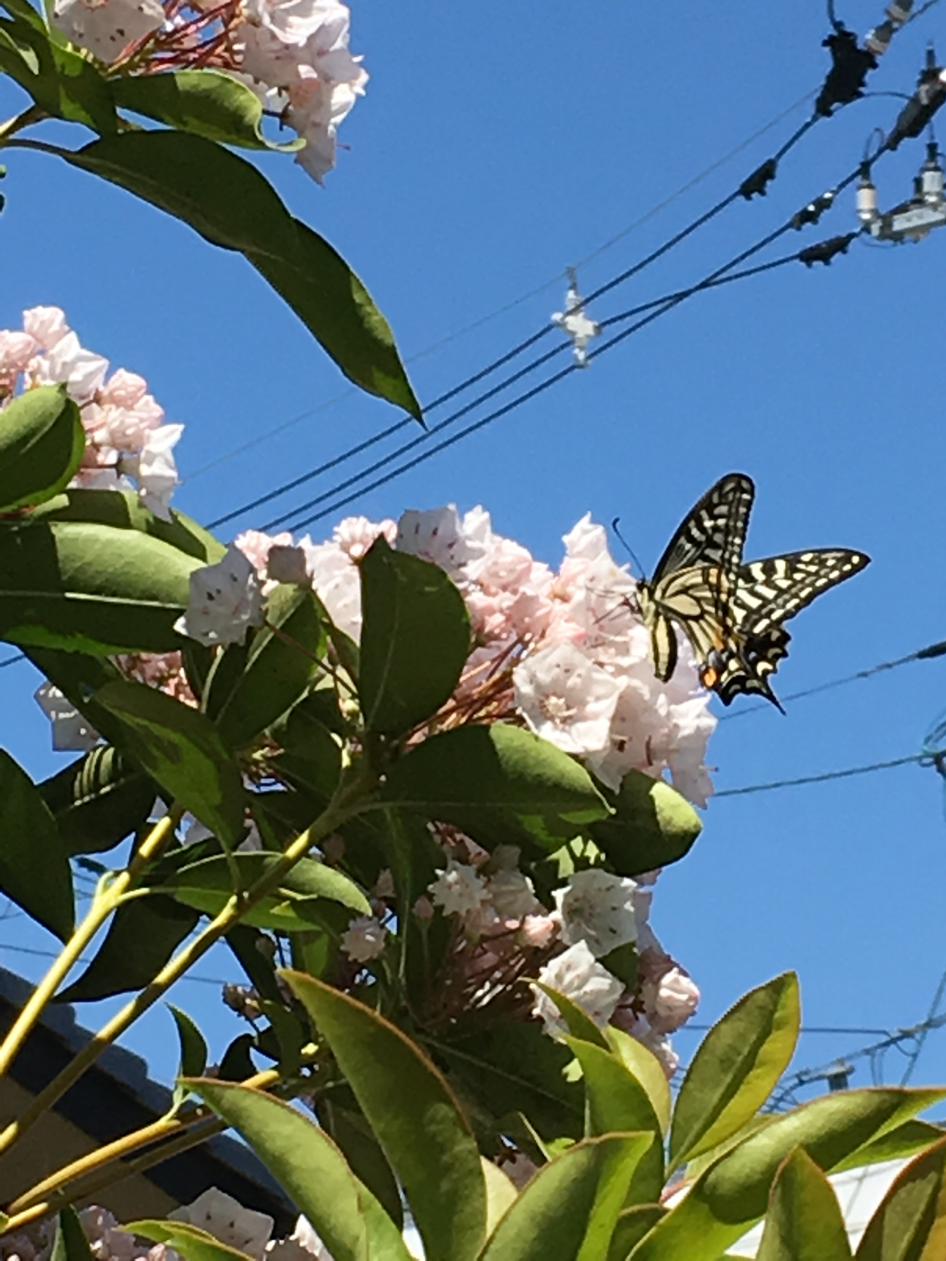 5月の風に誘われて〜 5月の風に誘われて〜