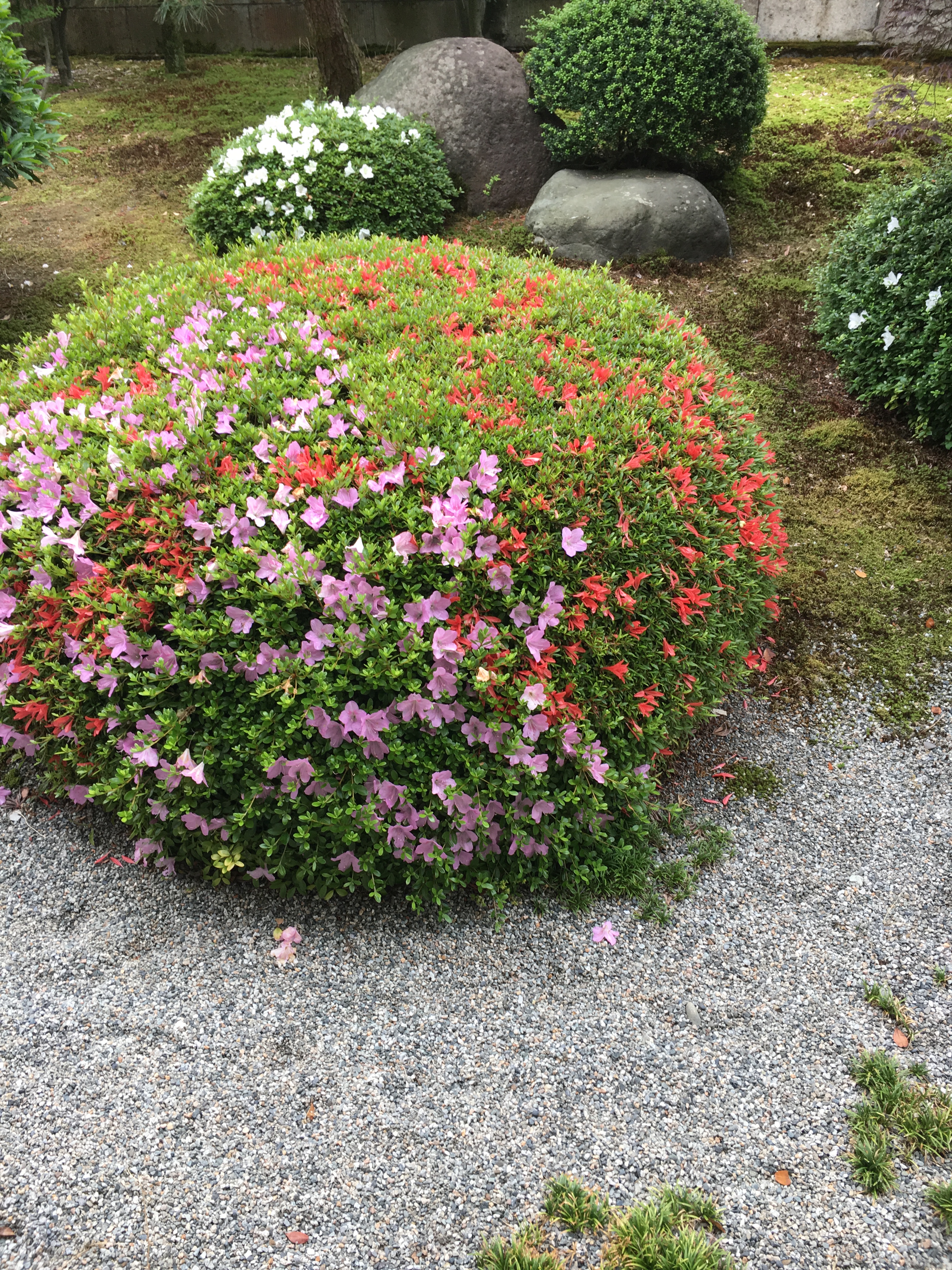 ツツジ満開 ツツジ満開