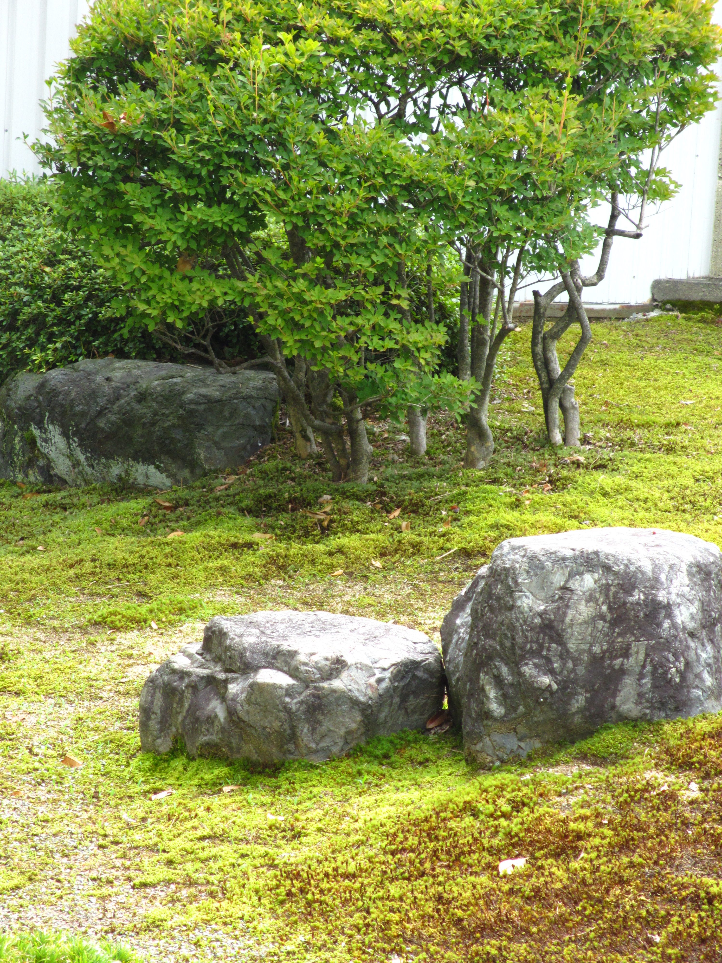 緑の苔庭 緑の苔庭
