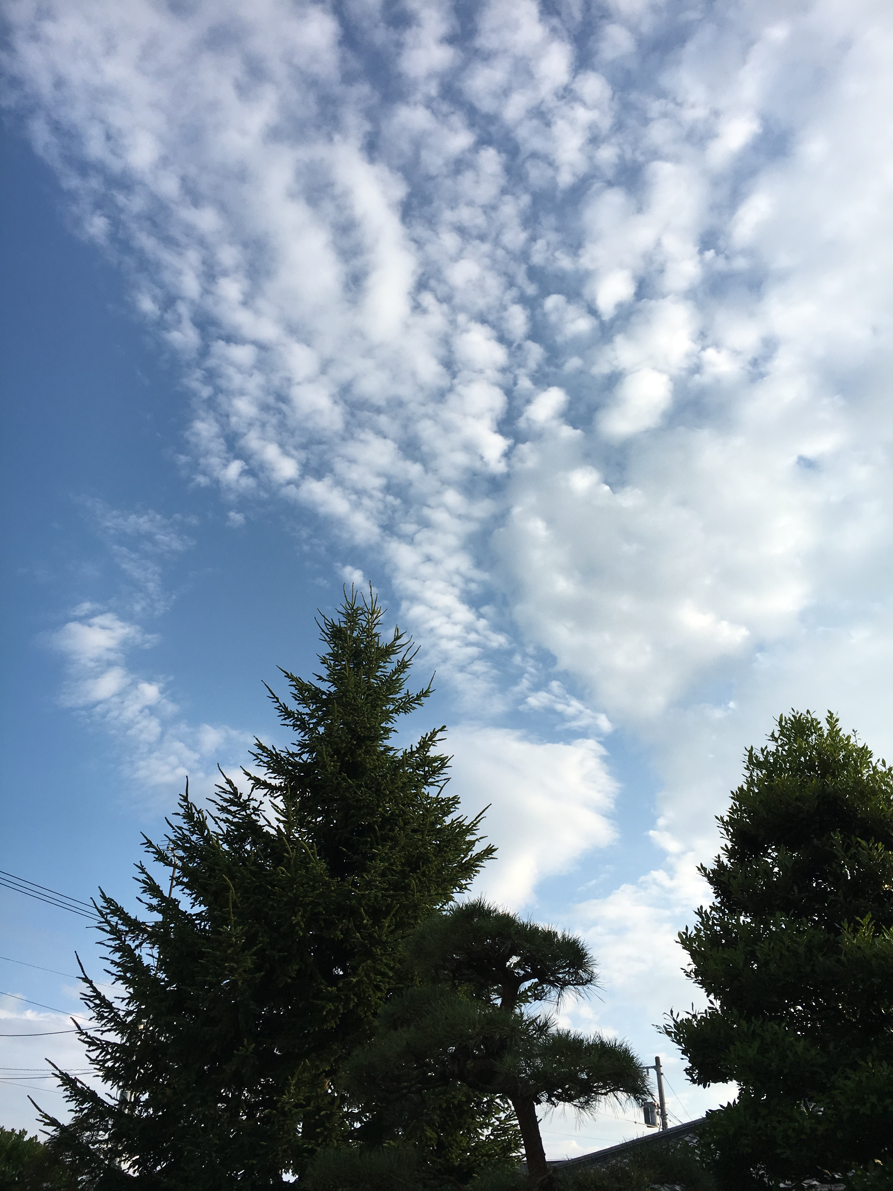 雲がキレイ 雲がキレイ