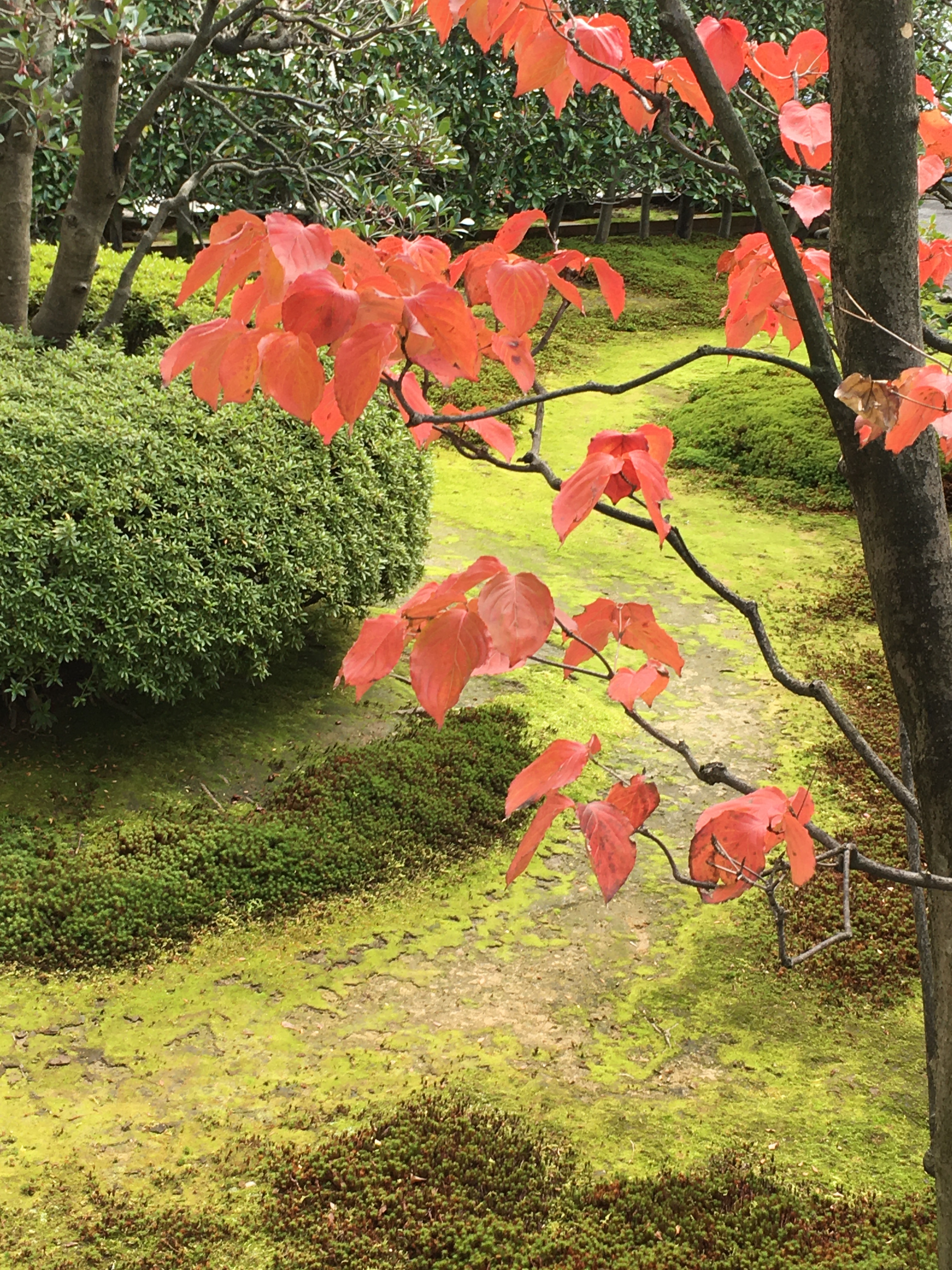 令和の紅葉 令和の紅葉