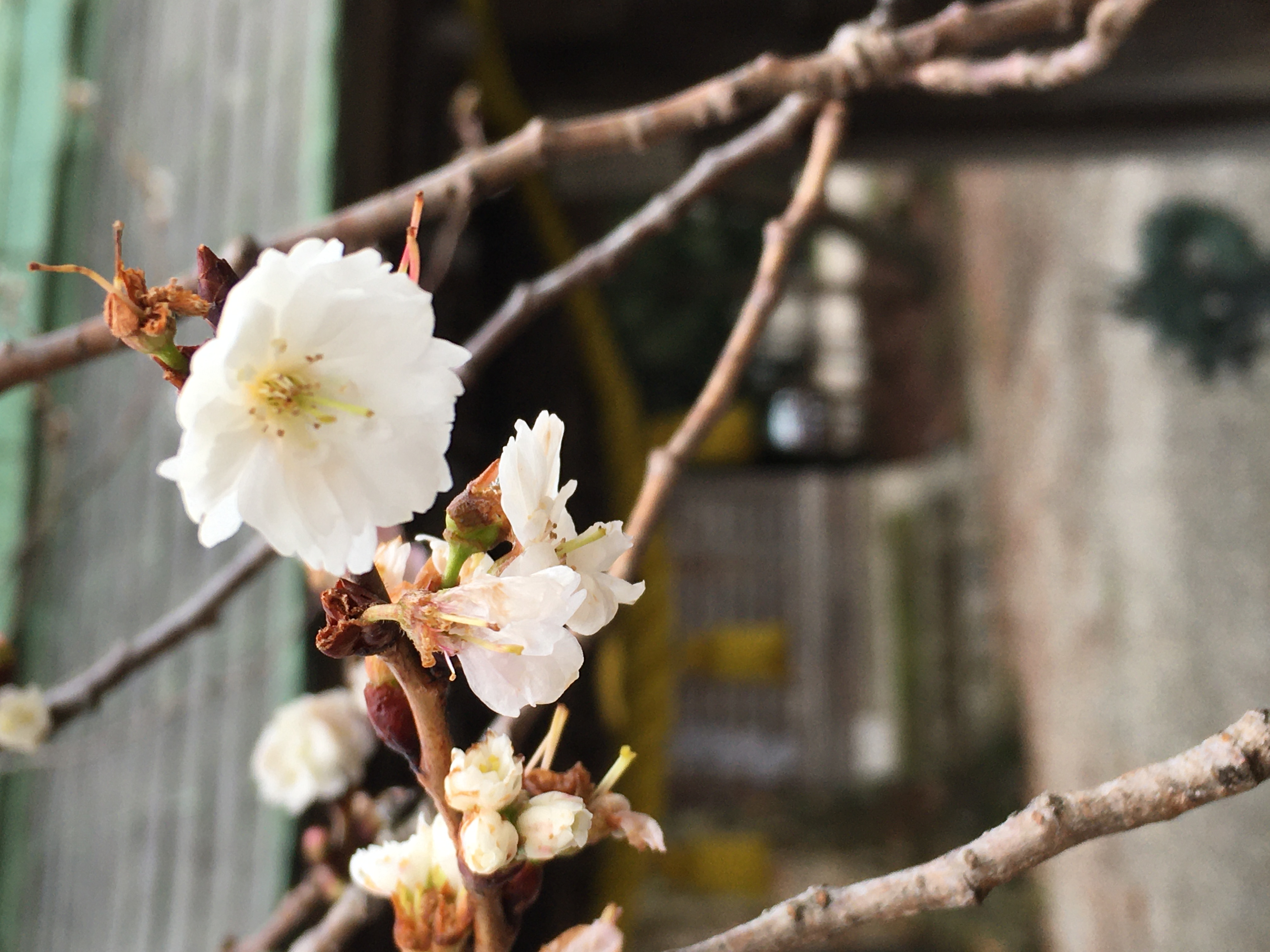 冬桜 冬桜