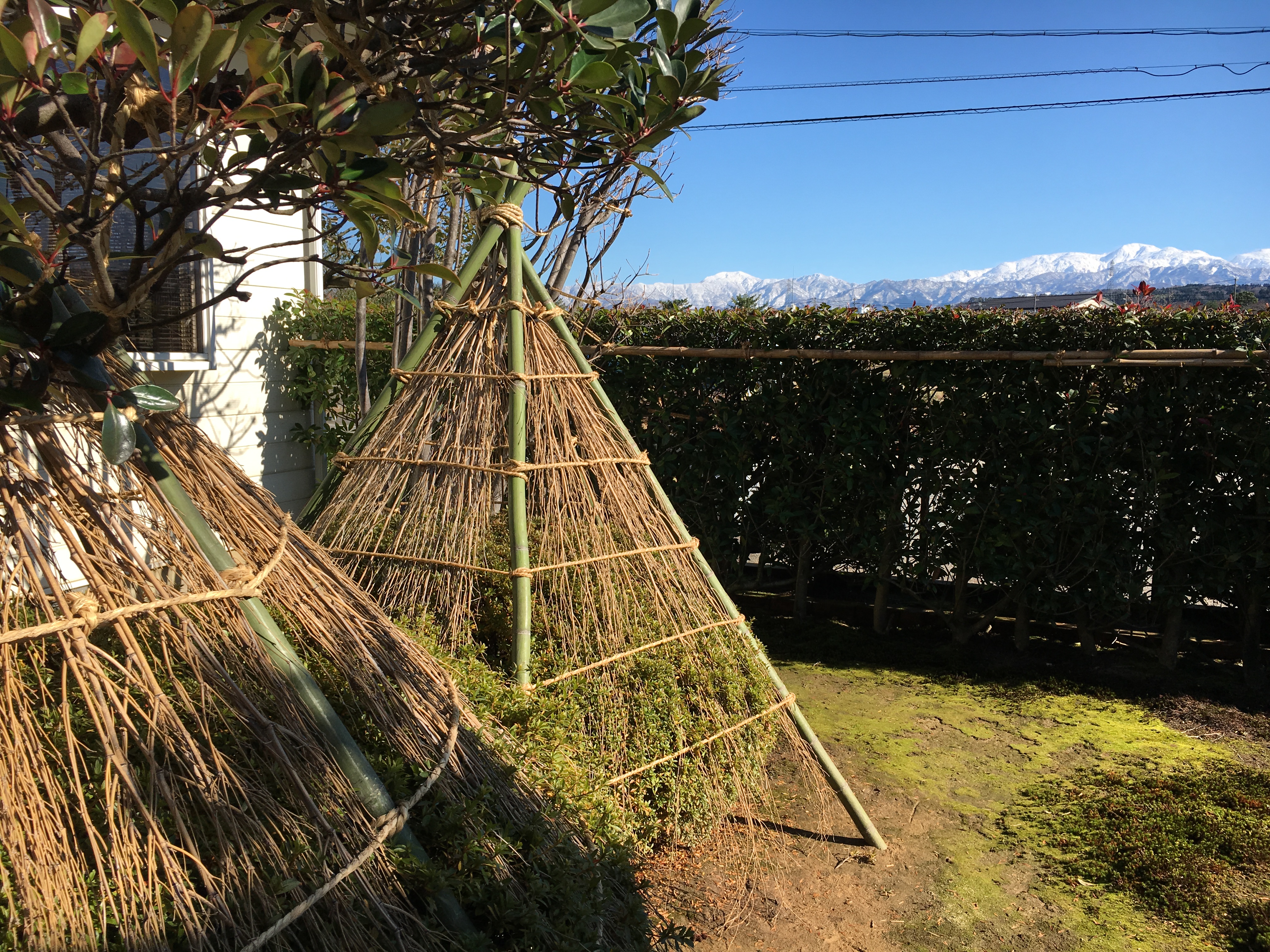 雪吊りの出番です 雪吊りの出番です