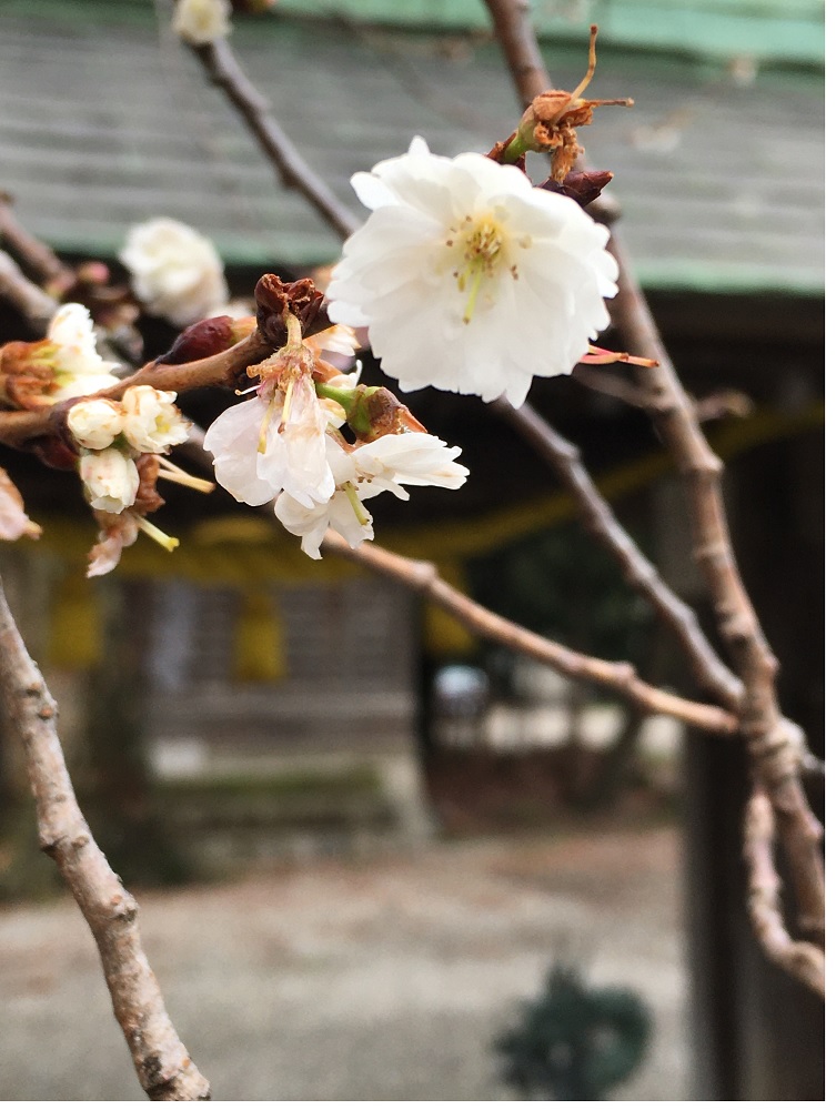 冬桜 冬桜