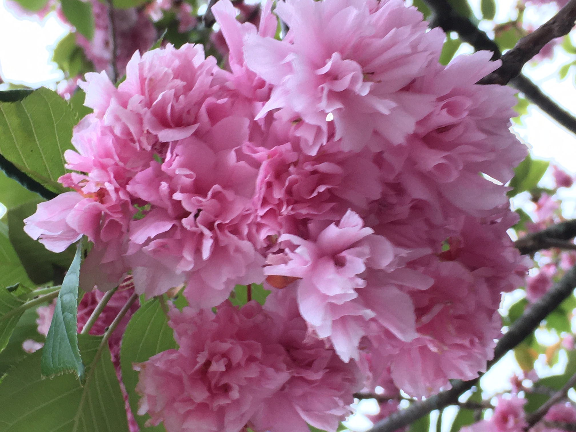 百花繚乱 百花繚乱