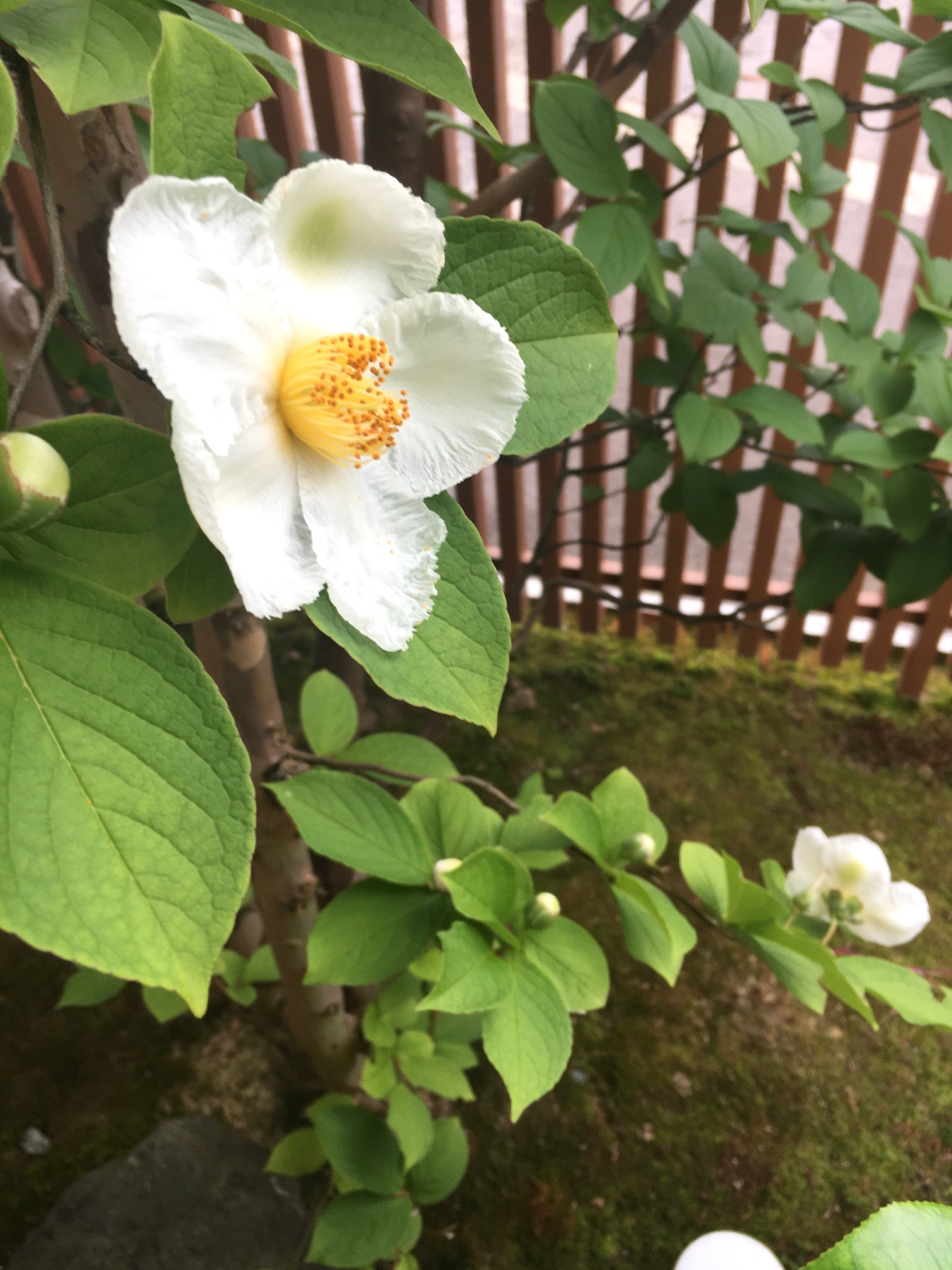 玄関を開けると 玄関を開けると