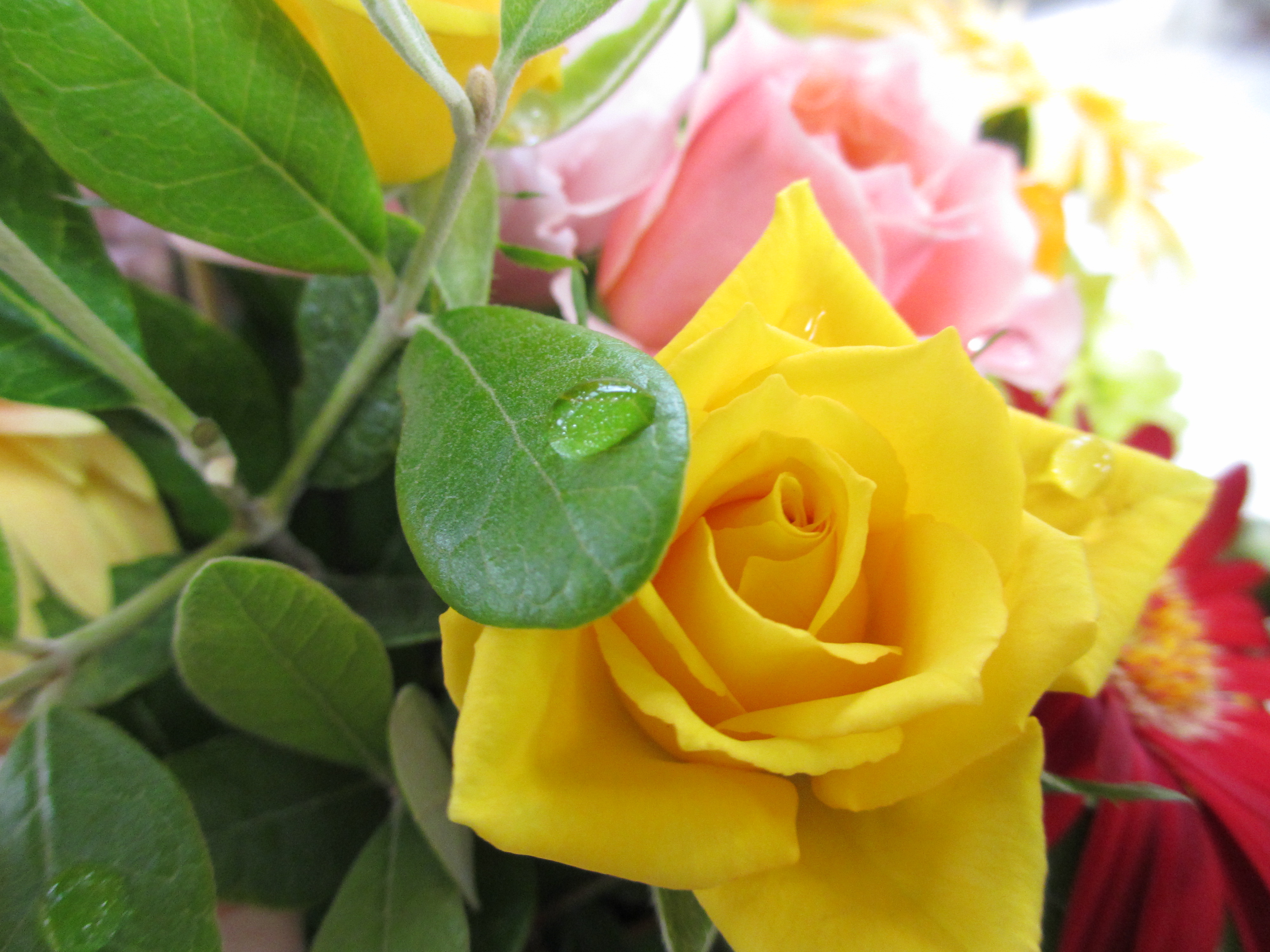 薔薇 薔薇