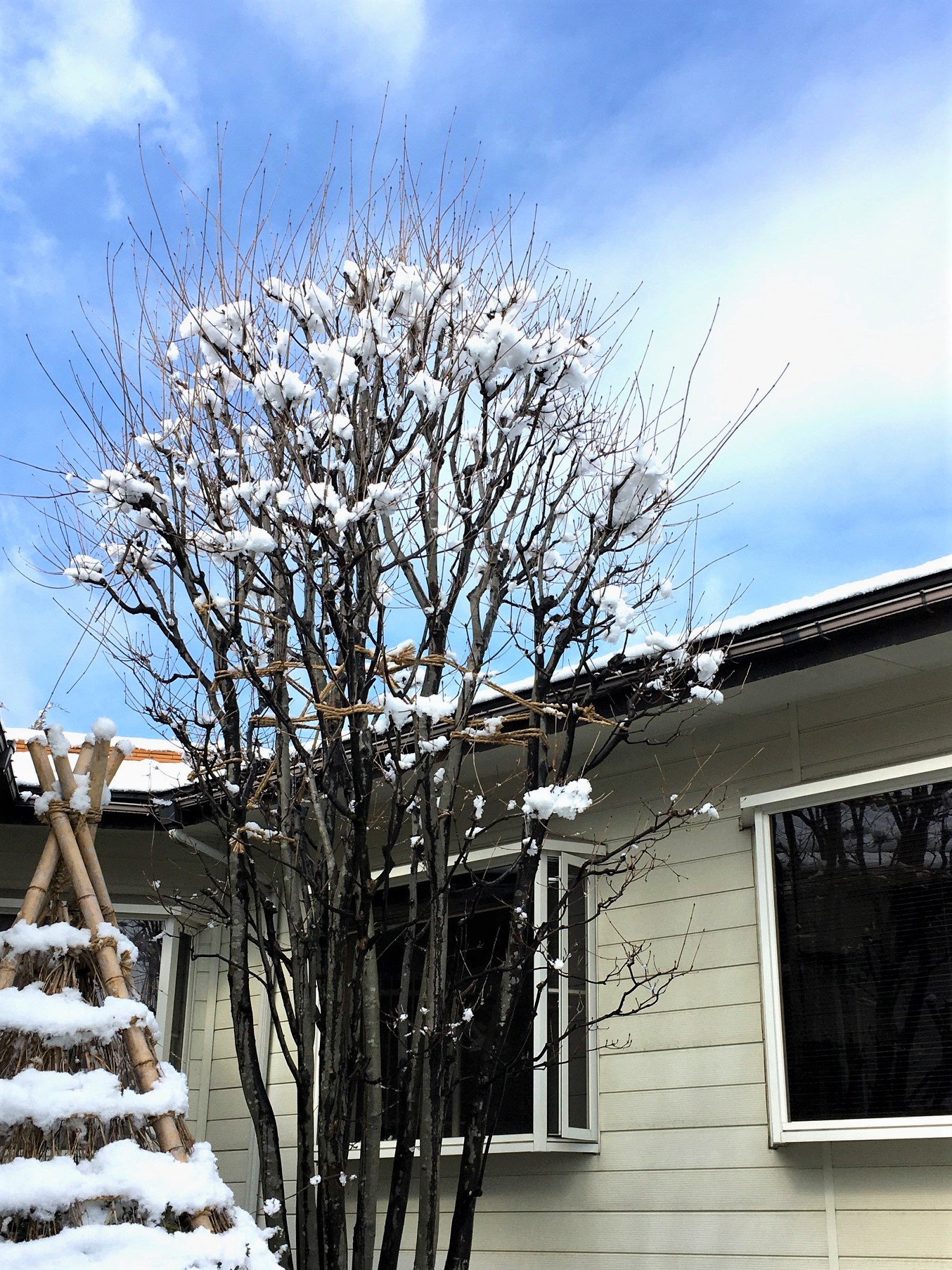 雪の花 雪の花