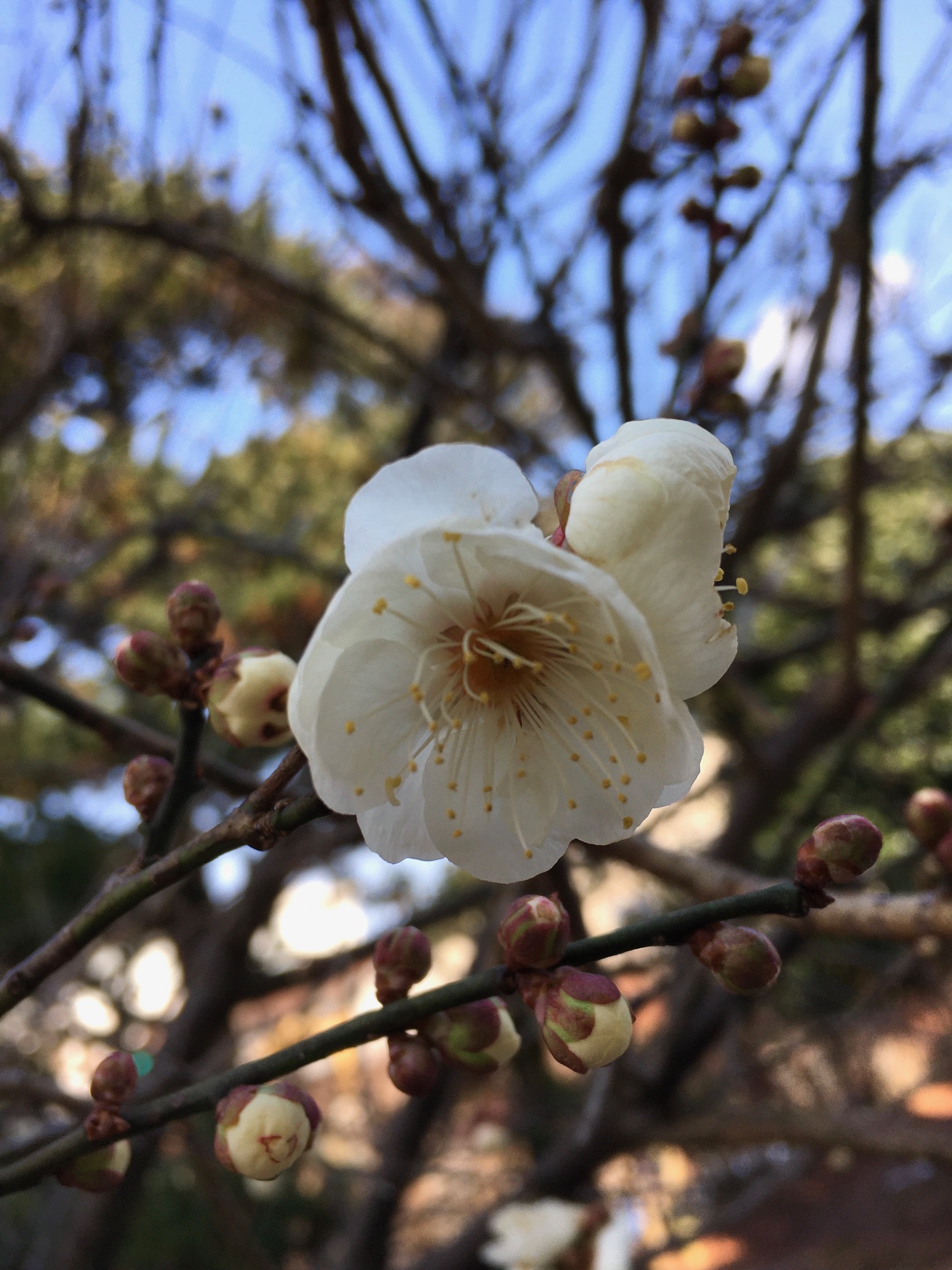 白梅開花 白梅開花