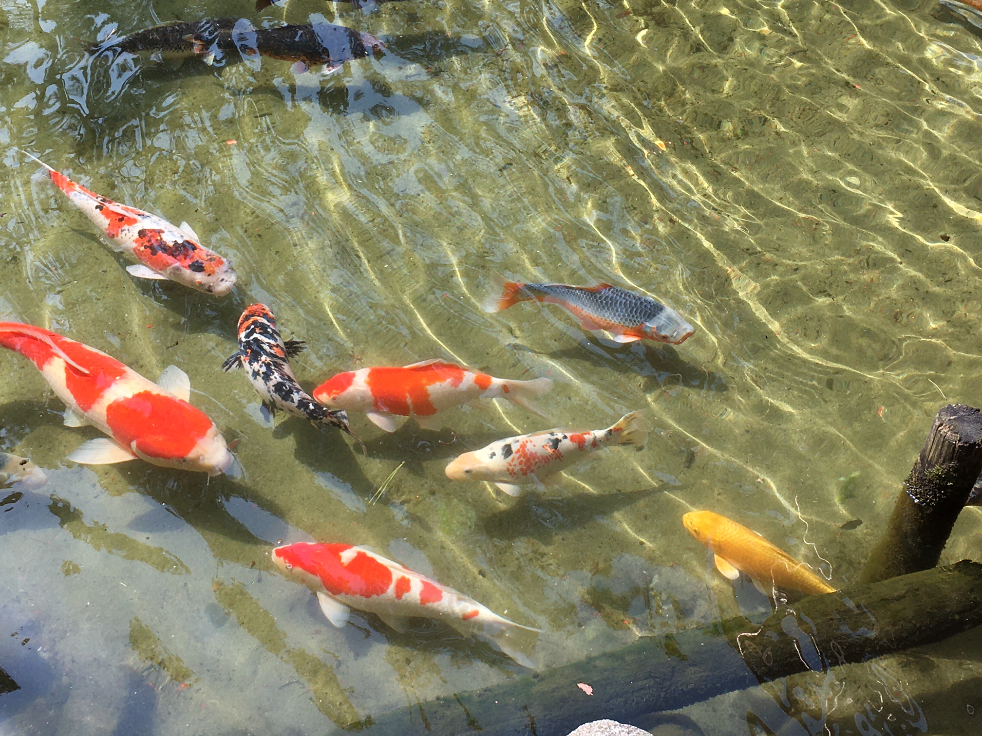 名水の鯉 名水の鯉
