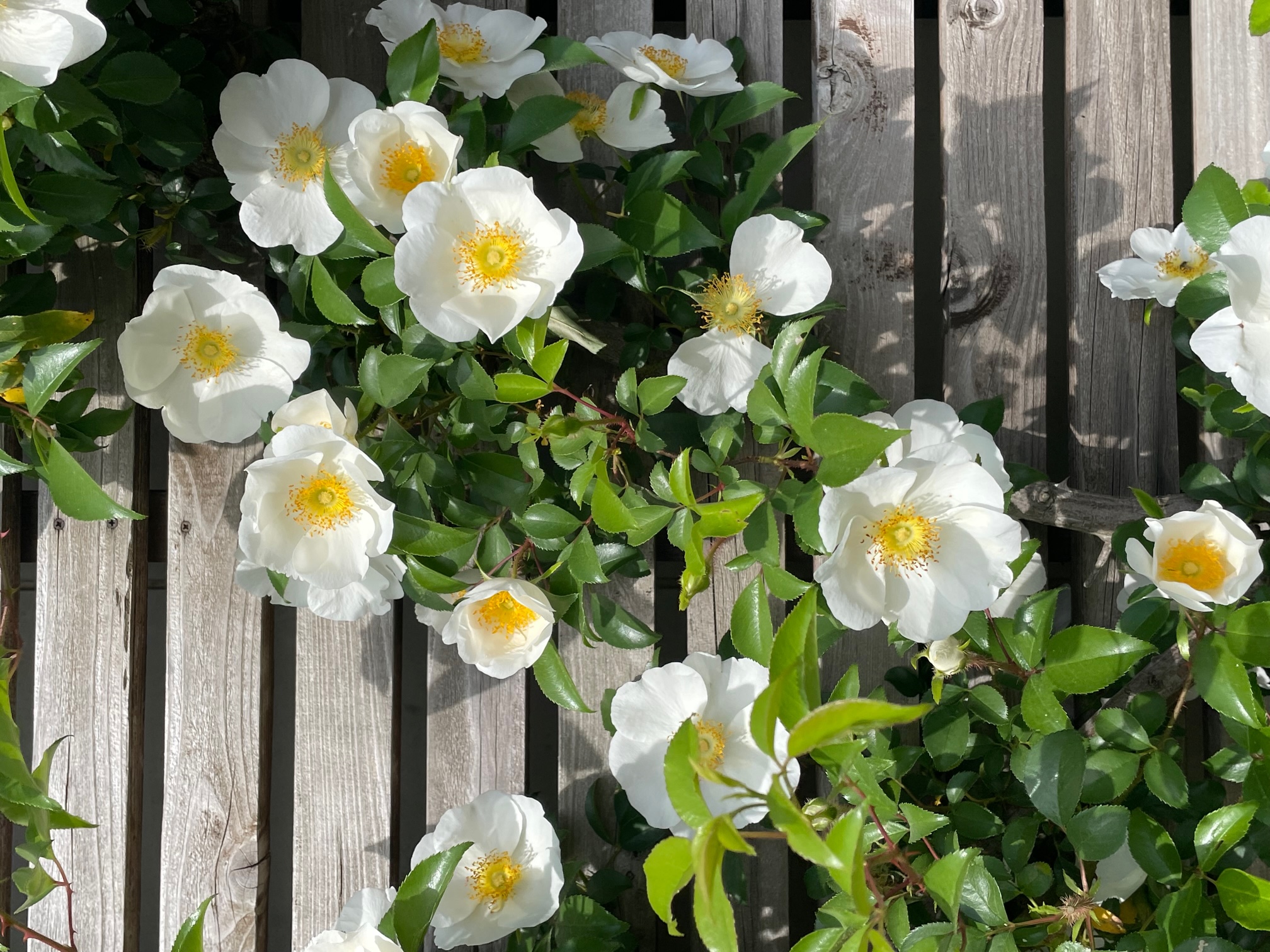 華 華