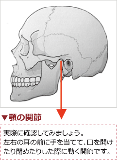 顎の関節 顎の関節